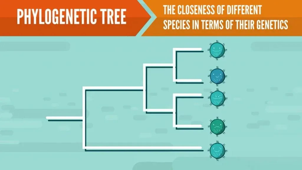 phylogenetic tree