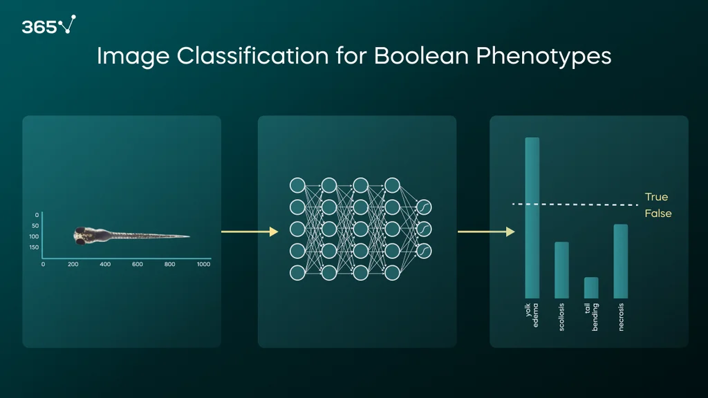 Sometimes, toxicity cannot be determined by quantifying embryonic structures. So, we train a classifier that takes the entire image or a portion of the image as input and outputs a confidence score for the Boolean phenotype for which the model was trained.
