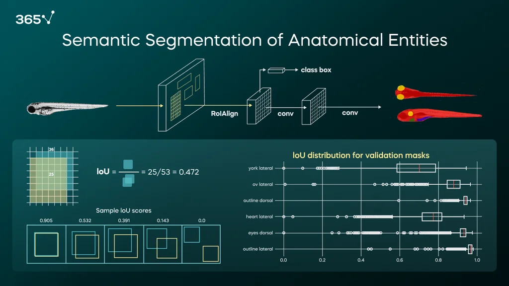 We use the Mask R-CNN architecture to achieve the delineation of anatomical entities in images (e.g., the fish outline in red, the eyes or otic vesicle in yellow, the heart in green, and the yolk in purple). There are multiple ways to assess a model’s accuracy; here, we use Intersection over Union (IoU).