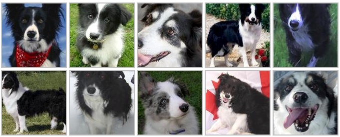 Public Datasets for Machine Learning: Dog Breed Identification Dataset